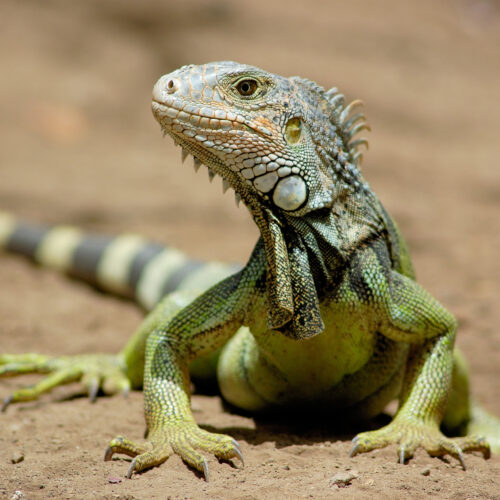 S. DISEÑO Iguana verde Taller Introductorio: Fundamentos del Impacto Ambiental en Proyectos