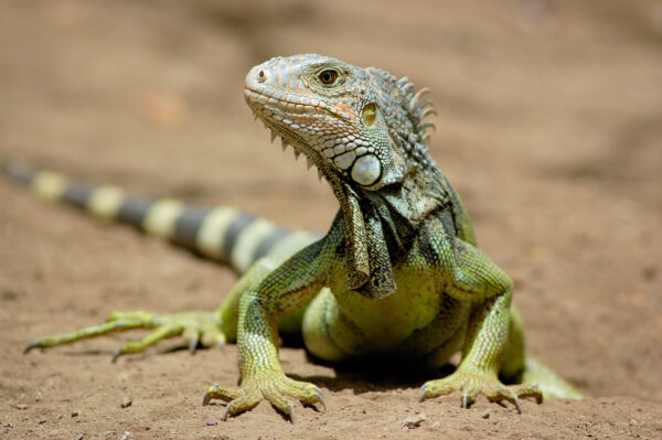 S. DISEÑO Iguana verde Taller Introductorio: Fundamentos del Impacto Ambiental en Proyectos